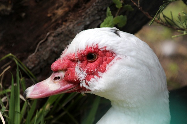 申请中指出 申请中指出